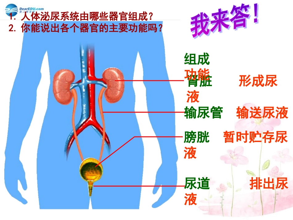 七年级生物下册 第十一章 第一节 人体泌尿系统的组成课件2 （新版）苏教版_第3页