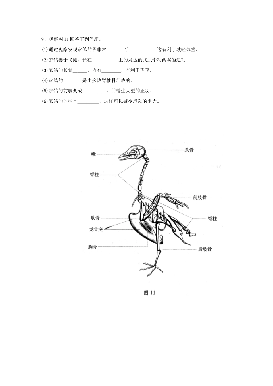 七年级生物上册 1.4.8 鸟类导学案（无答案）（新版）冀教版_第3页