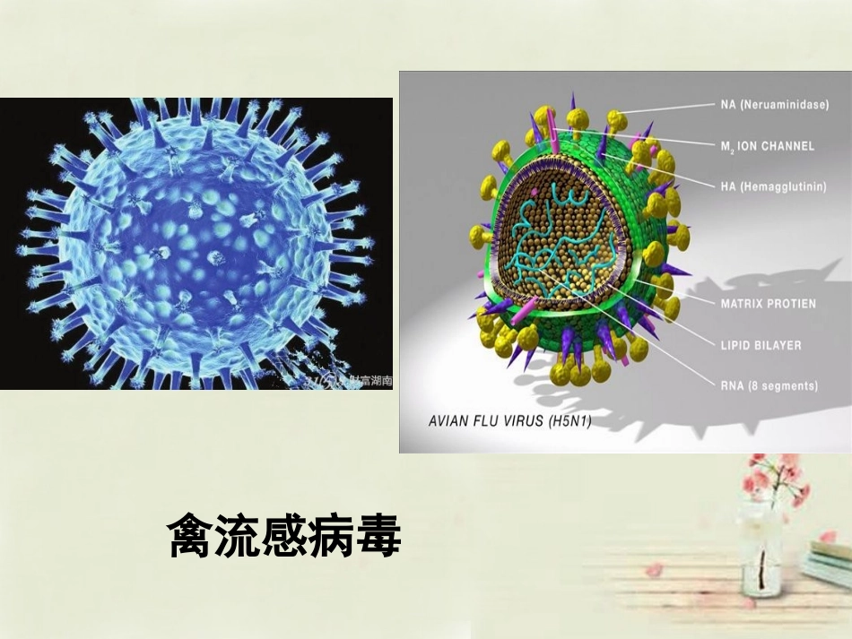 七年级生物上册 2.3.1 病毒课件 （新版）济南版_第2页
