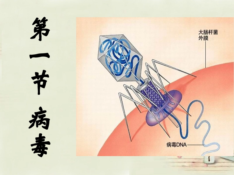 七年级生物上册 2.3.1 病毒课件 （新版）济南版_第3页