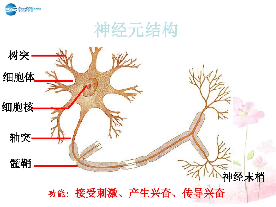 七年级生物下册 第十二章 第二节 人体的神经调节课件3 （新版）苏教版_第3页