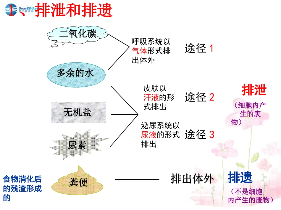七年级生物下册 第十一章 第二节 人体废物的排出课件1 （新版）苏教版_第3页