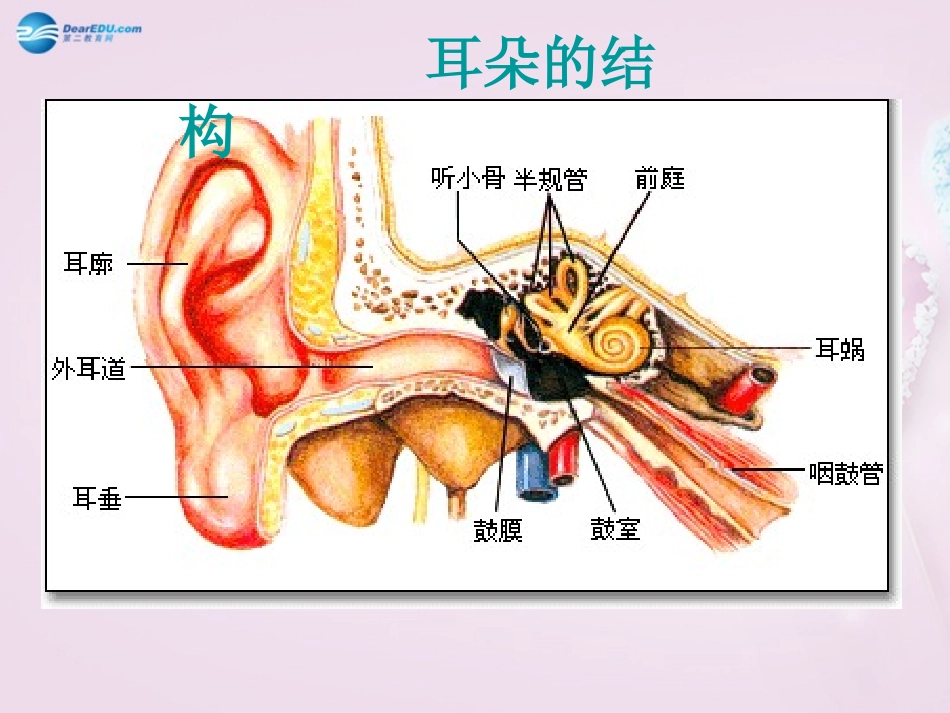 山东省泰安新泰市七年级生物下册 6.1 人体对外界环境的感知—耳与听觉课件 新人教版_第3页