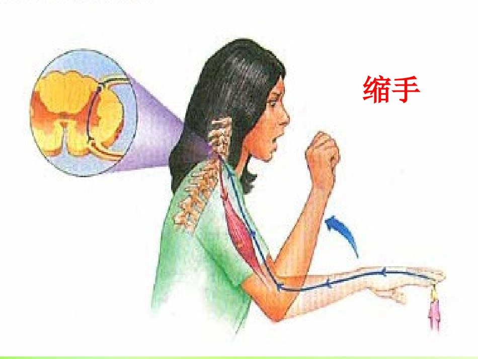 七年级生物下册 3.5.3 神经调节的基本方式课件1 （新版）济南版_第3页