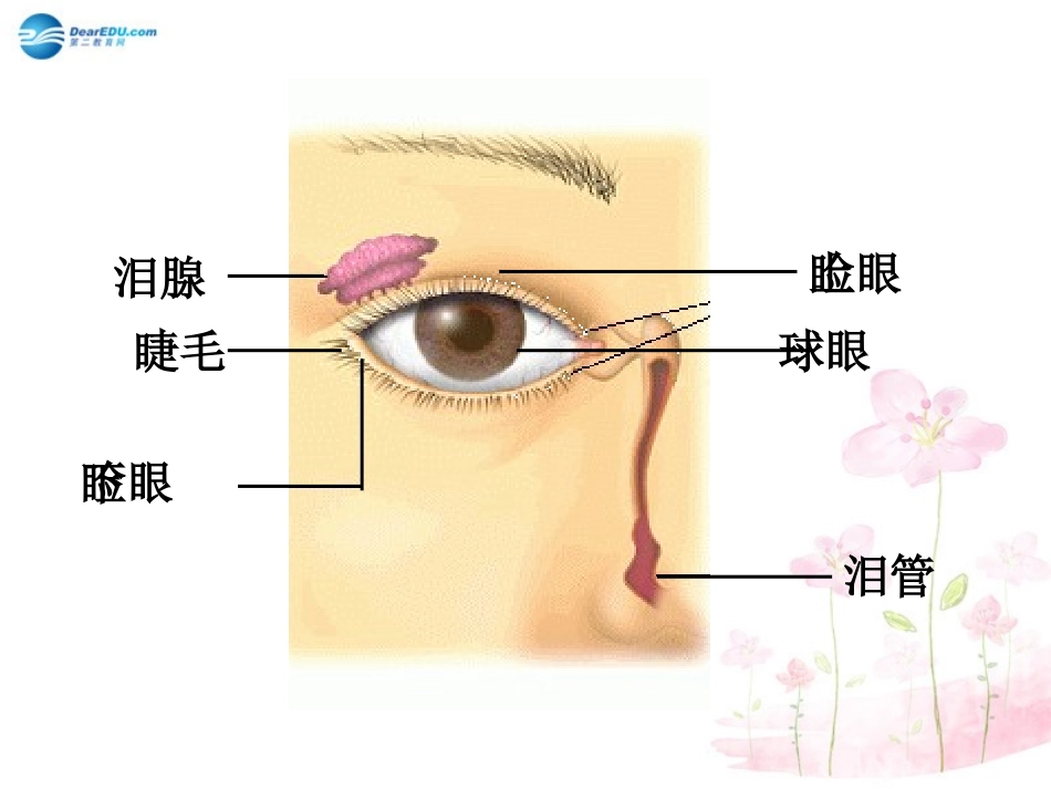 七年级生物下册 第十二章 第三节 人体感知信息课件1 （新版）苏教版_第3页