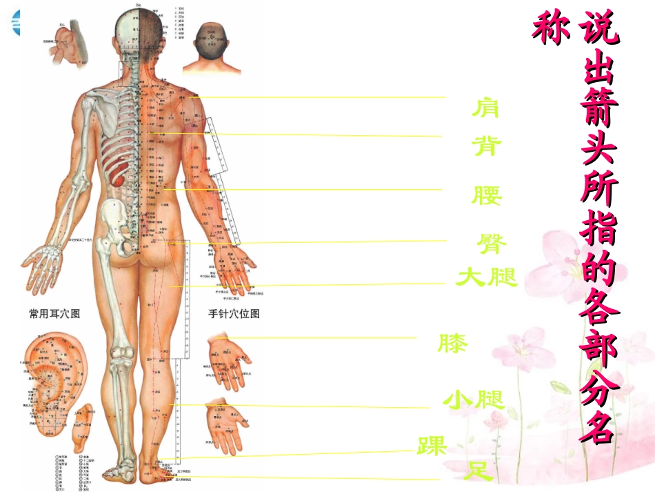七年级生物下册 第八章 第三节 人体概述课件4 （新版）苏教版_第2页