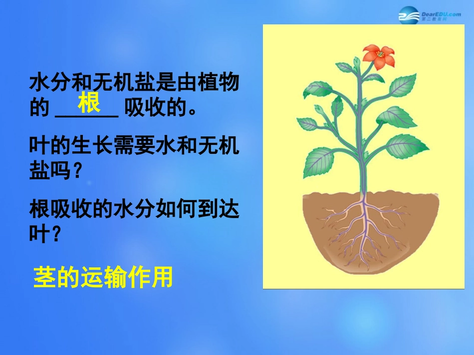 七年级生物上册 第5章 第5节 运输作用课件1 北师大版_第2页