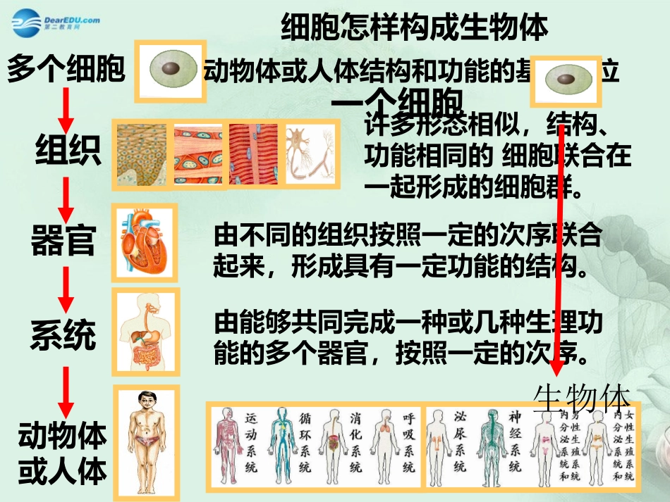 七年级生物上册 2.2.4 单细胞生物课件 （新版）新人教版_第2页