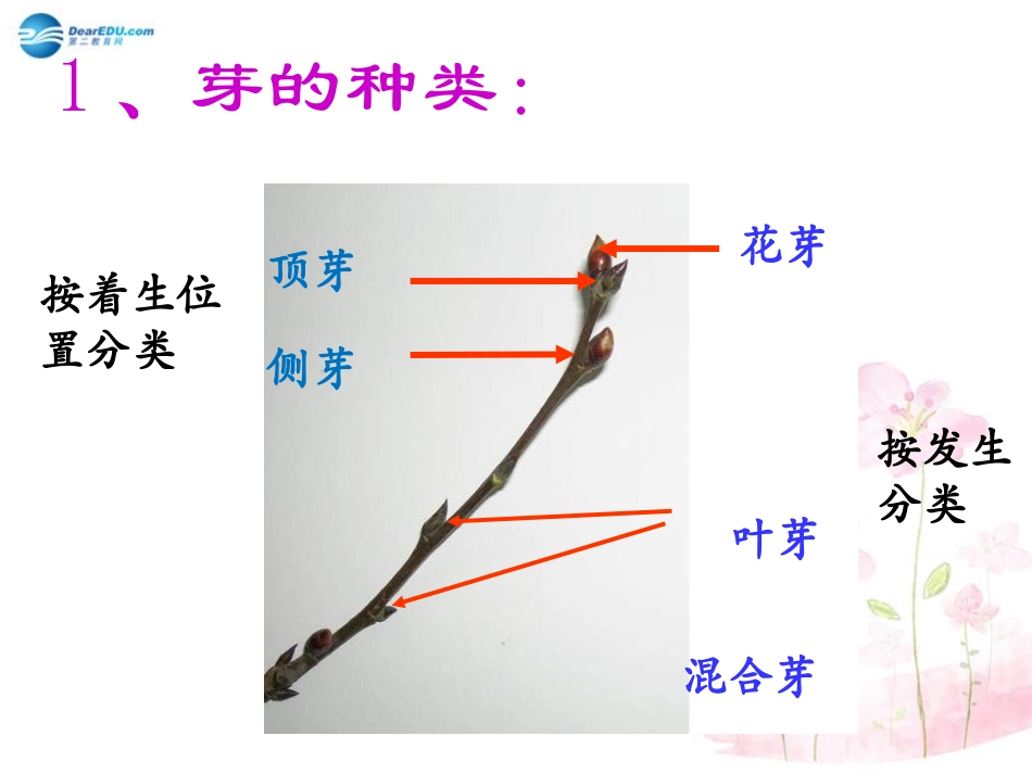 七年级生物上册 第6章 第2节 营养器官的生长课件2 北师大版_第2页