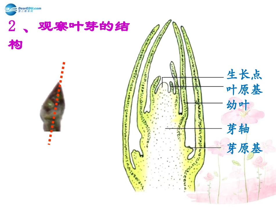 七年级生物上册 第6章 第2节 营养器官的生长课件2 北师大版_第3页