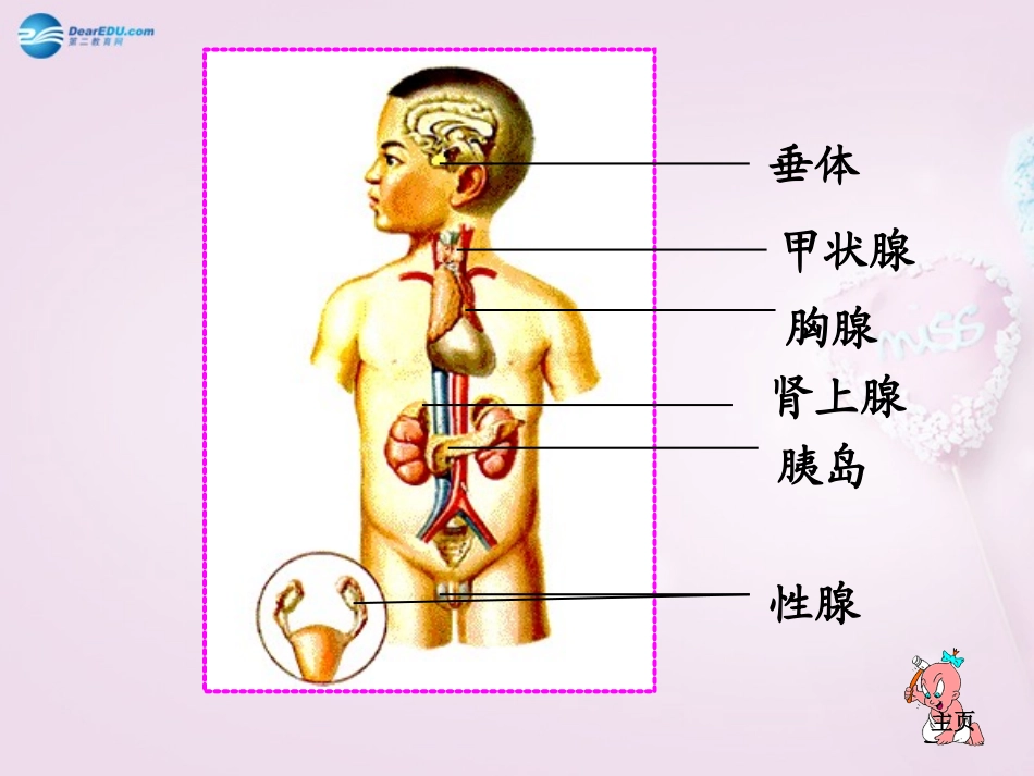山东省泰安新泰市七年级生物下册 4.6.4 激素调节课件 新人教版_第3页