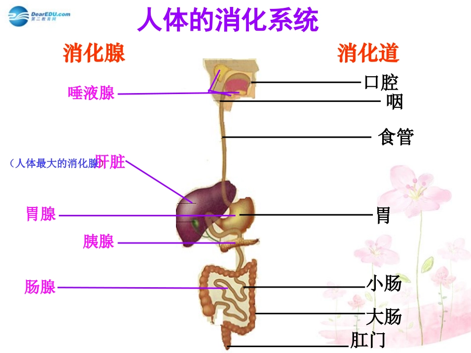 七年级生物下册 第九章 第二节 人体的消化与吸收课件4 （新版）苏教版_第3页