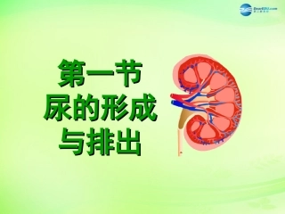 七年级生物下册 3.4.1 尿的形成和排出课件2 济南版