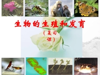 山东省临沂市蒙阴县第四中学八年级生物下册 第七单元 第一章 生物的生殖和发育复习课件 （新版）新人教版