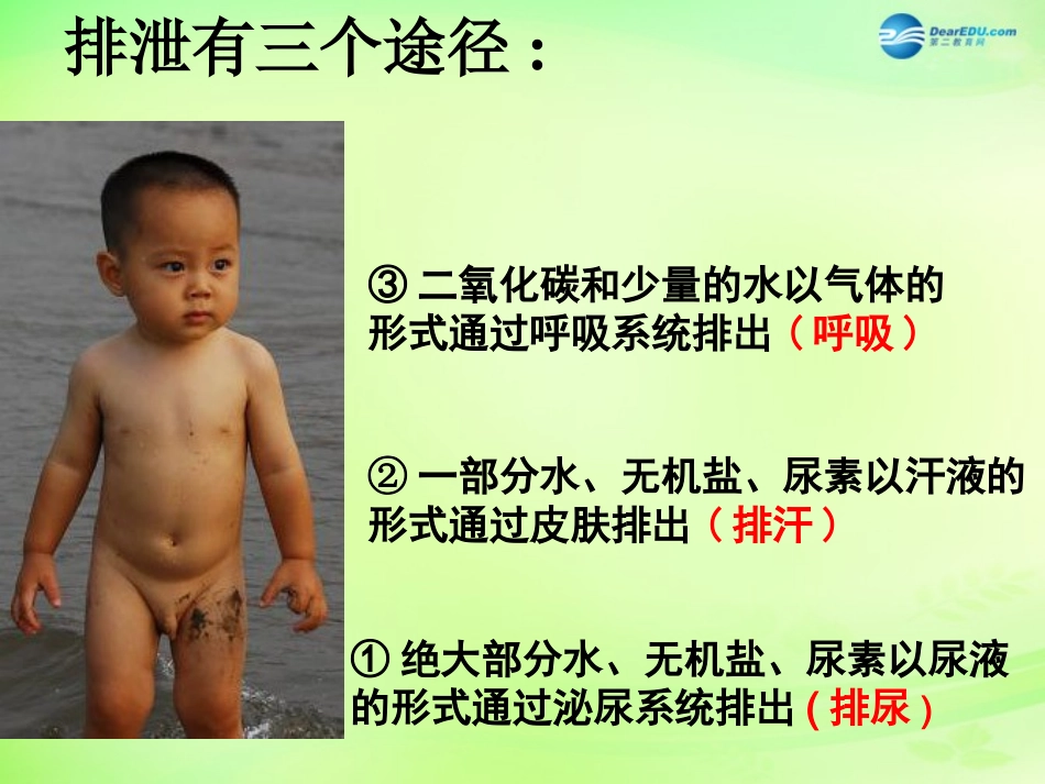 七年级生物下册 3.4 人体内废物的排出复习课件 （新版）济南版_第1页