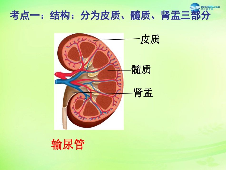 七年级生物下册 3.4 人体内废物的排出复习课件 （新版）济南版_第2页