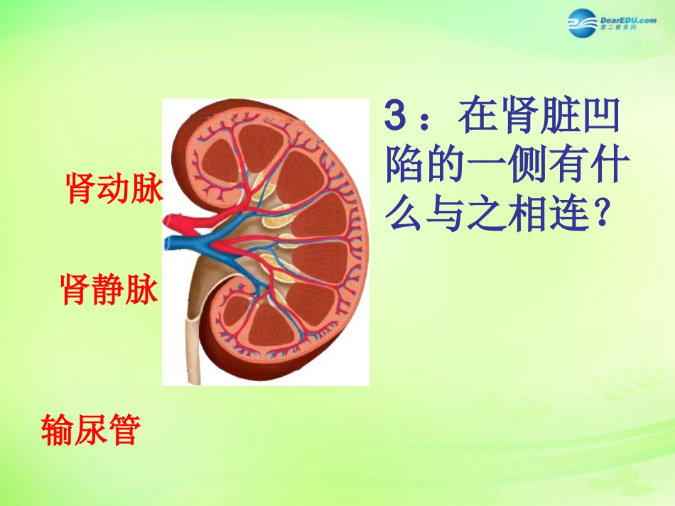 七年级生物下册 3.4 人体内废物的排出复习课件 （新版）济南版_第3页