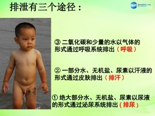 七年级生物下册 3.4 人体内废物的排出复习课件 （新版）济南版