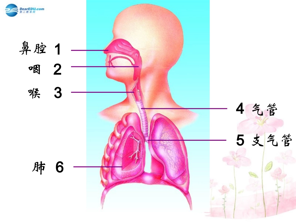 七年级生物下册 第十章 第三节 人体和外界环境的气体交换课件1 （新版）苏教版_第2页