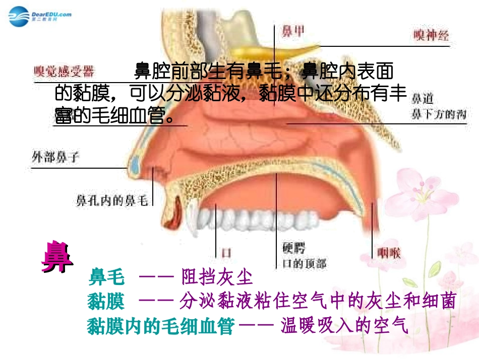七年级生物下册 第十章 第三节 人体和外界环境的气体交换课件1 （新版）苏教版_第3页