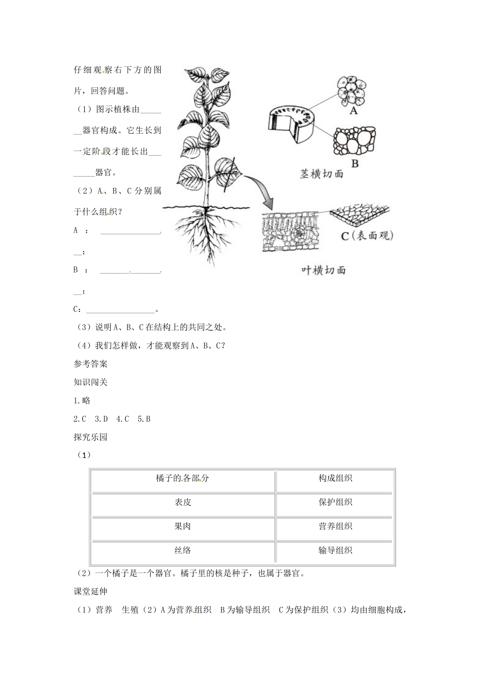 七年级生物上册 第二节植物体的结构层次解析与测评教案 教版_第3页
