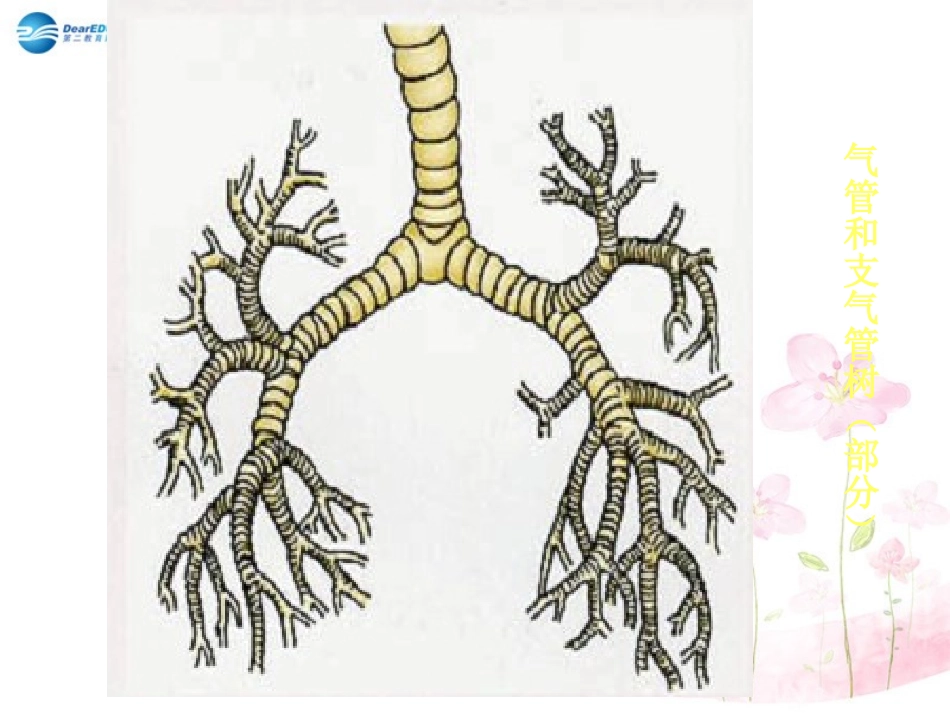 七年级生物下册 第十章 第三节 人体和外界环境的气体交换课件4 （新版）苏教版_第3页