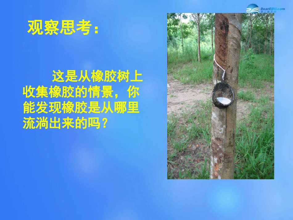 七年级生物上册 第5章 第5节 运输作用课件2 北师大版_第3页