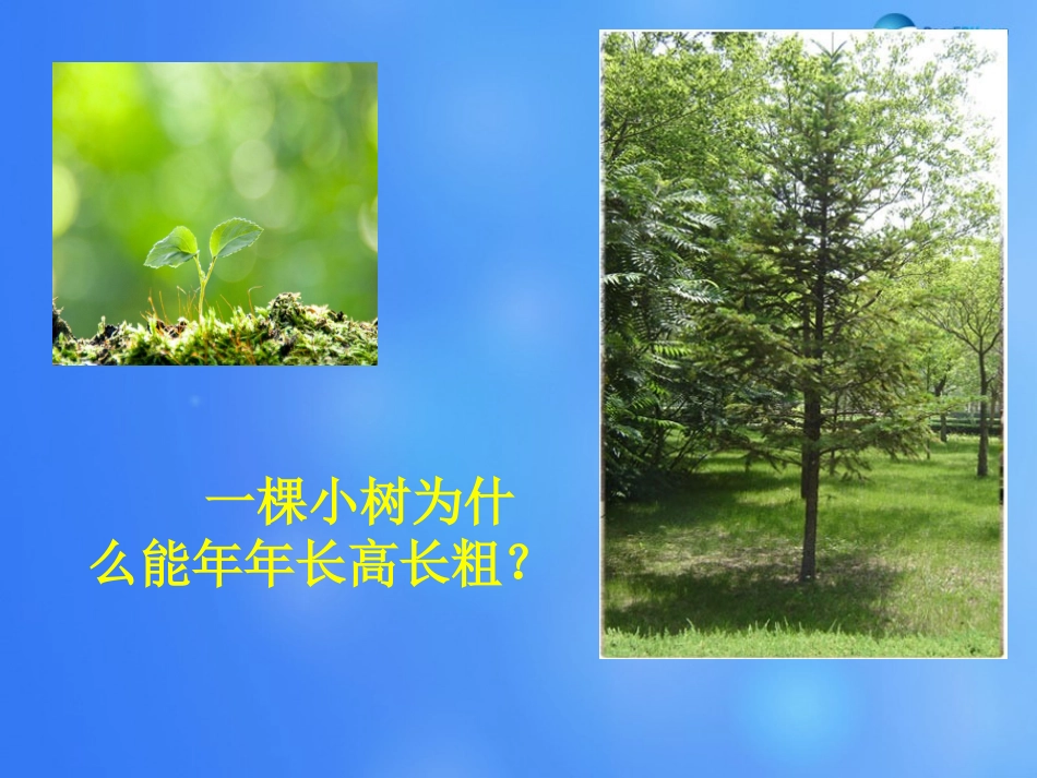 七年级生物上册 第4章 第1节 细胞分化形成组织课件2 北师大版_第2页