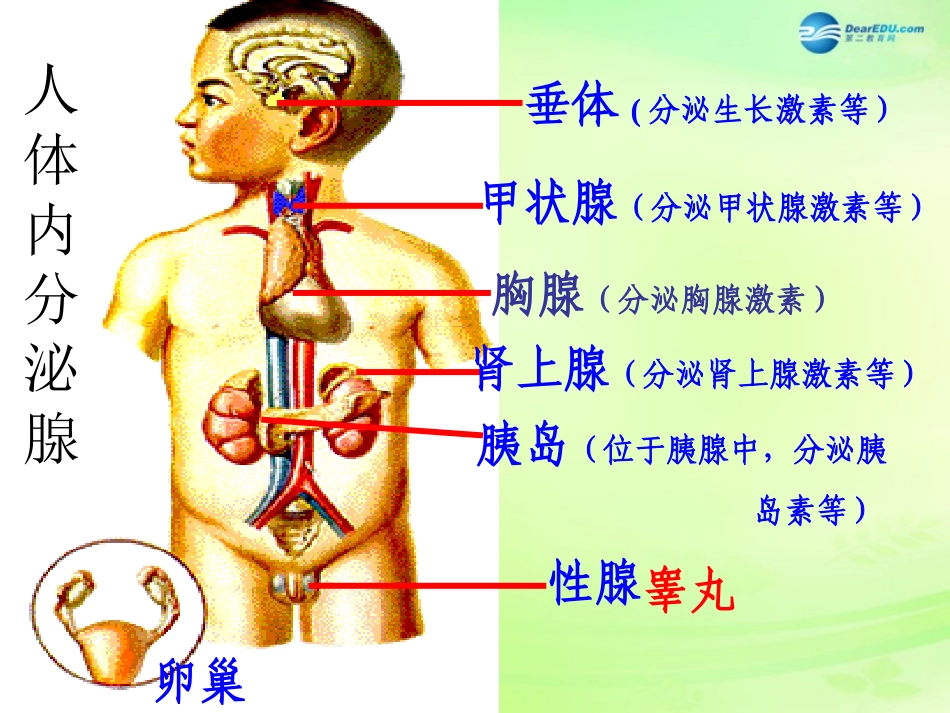 七年级生物下册 3.5.1 人体的激素调节课件 （新版）济南版_第2页