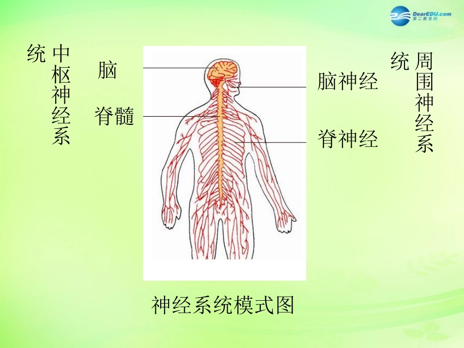 七年级生物下册 3.5.2 神经调节的结构基础课件 （新版）济南版_第2页
