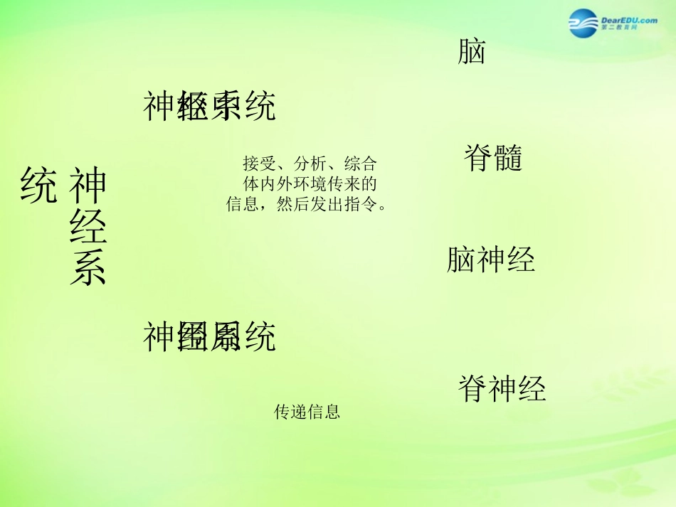 七年级生物下册 3.5.2 神经调节的结构基础课件 （新版）济南版_第3页