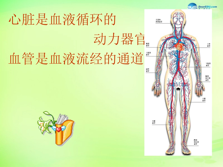 七年级生物下册 3.3.2 物质运输的器官课件 （新版）济南版_第2页