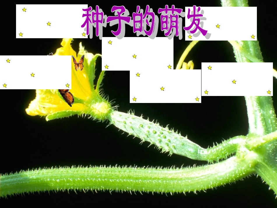 七年级生物上册 3.2.1 种子的萌发课件 （新版）新人教版_第1页