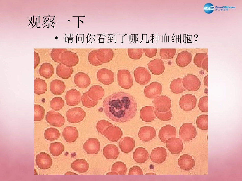 山东省肥城市王庄镇初级中学七年级生物下册 4.4.2 血流的管道—血管课件 新人教版_第3页