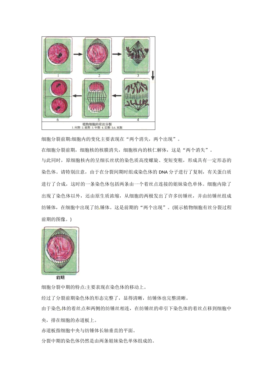 高中生物： 411 细胞的增殖（教案）中图版必修1_第3页