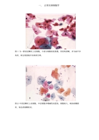 图谱宫颈细胞学