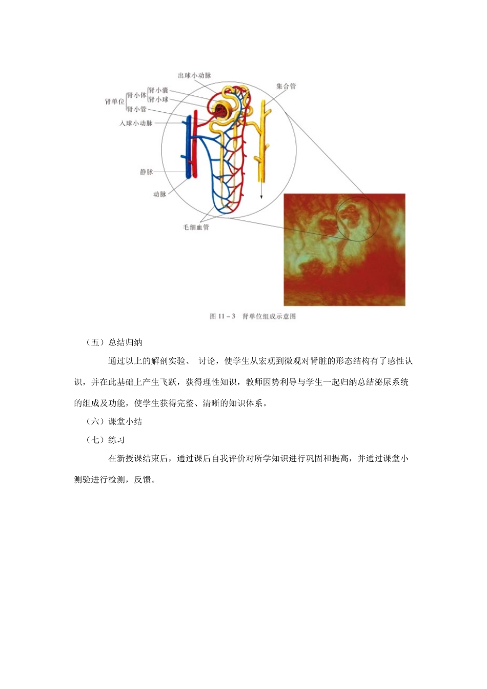 七年级生物下册 第十一章 第一节 人体泌尿系统的组成教案3 （新版）苏教版_第3页