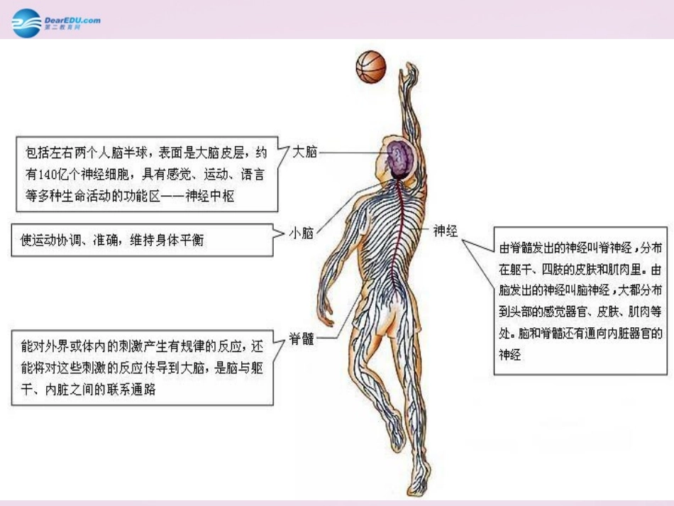 山东省泰安新泰市七年级生物下册 6.2 神经系统的组成课件2 新人教版_第3页