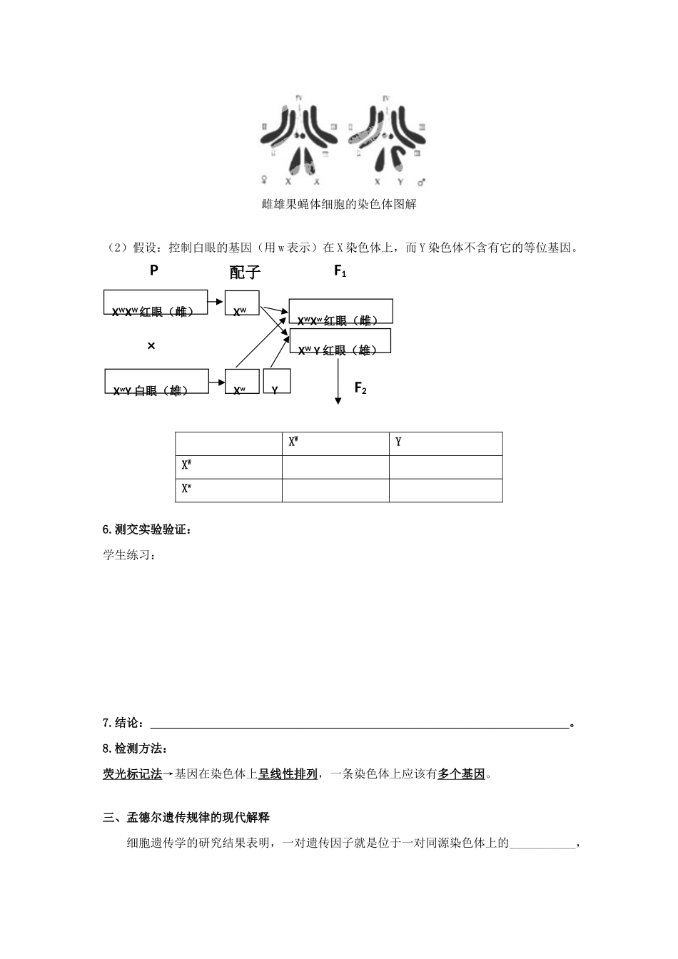高中生物 第二章 基因和染色体的关系 2.2 基因位于染色体上教案 新人教版必修2-新人教版高二必修2生物教案_第3页