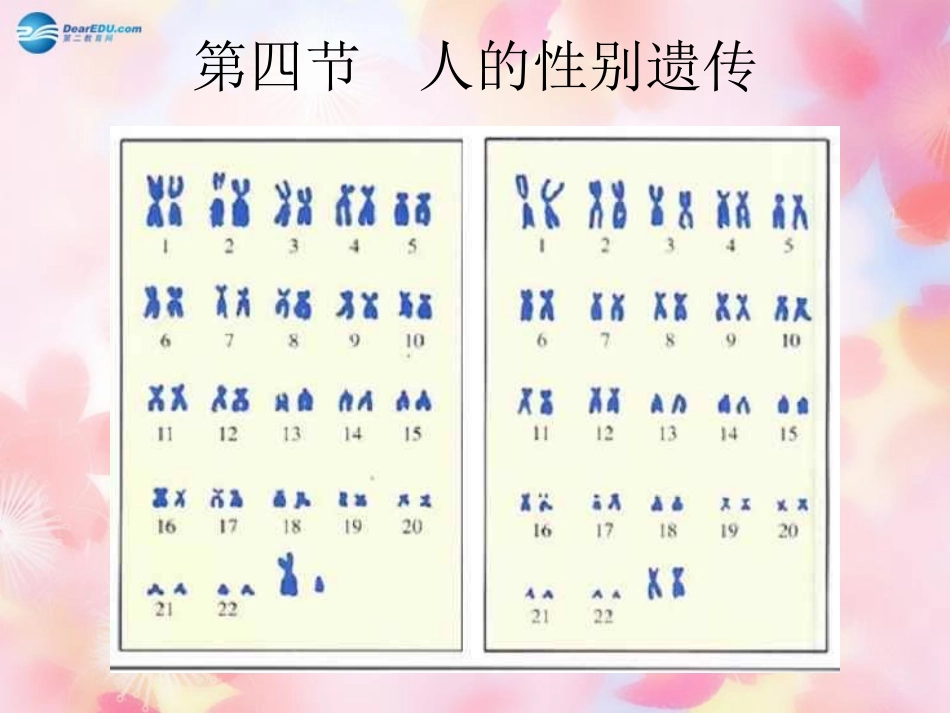 山东省泰安市新泰八年级生物下册 第二章 第四节 人的性别遗传课件 新人教版_第2页