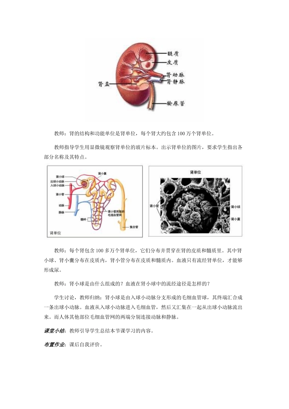 七年级生物下册 第十一章 第一节 人体泌尿系统的组成教学设计 苏教版-苏教版初中七年级下册生物教案_第3页