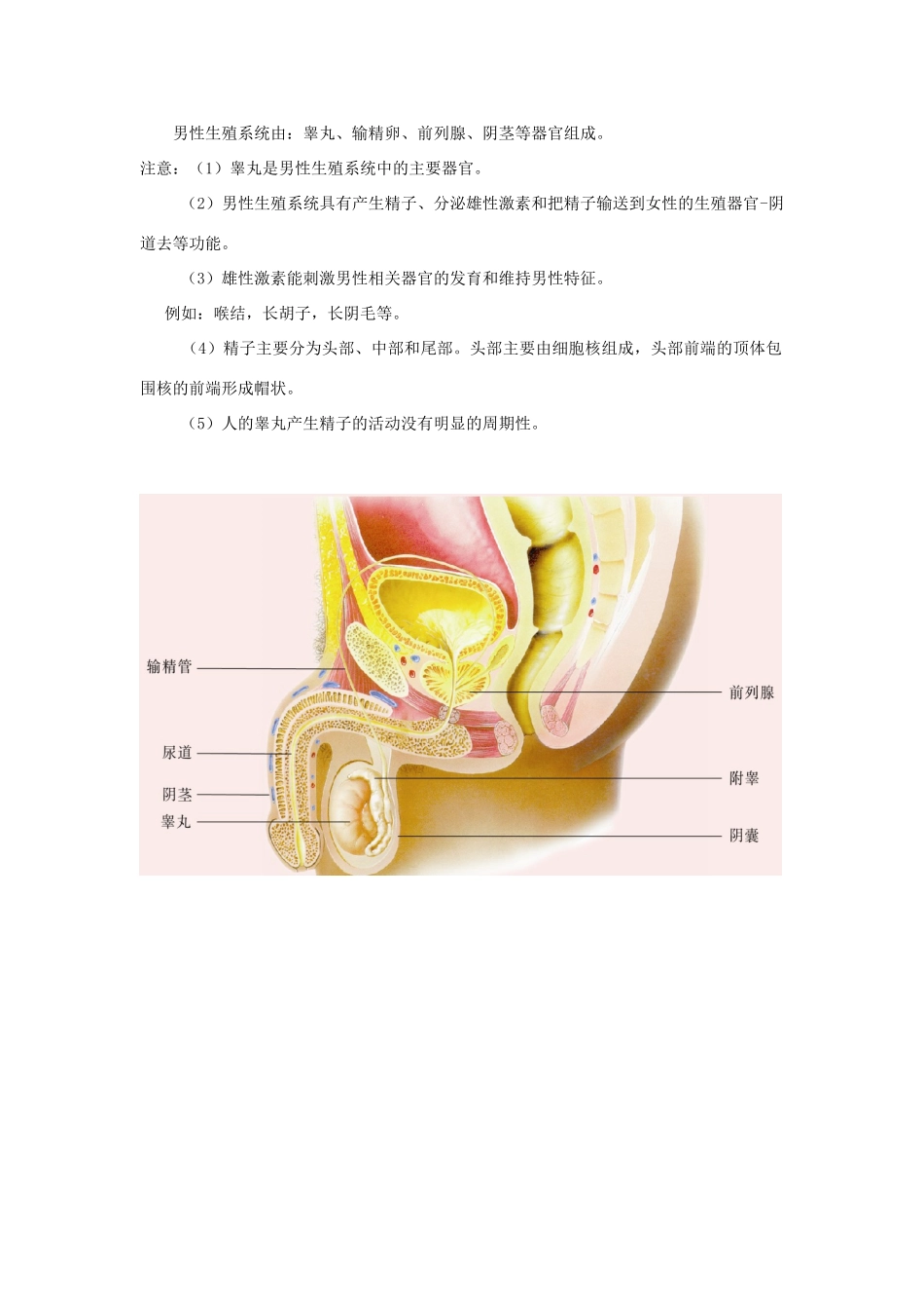 七年级生物下册 第8章 人的生殖和发育教案 人教新课标版_第2页