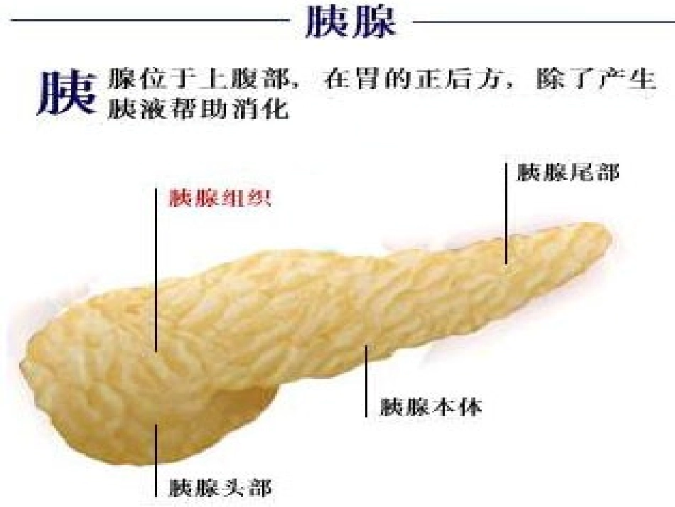 七年级生物下册 第九章 第二节 人体的消化与吸收课件3 （新版）苏教版_第2页