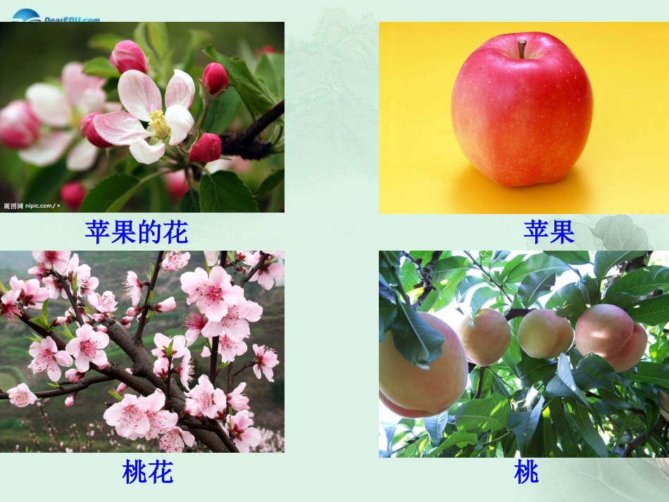 七年级生物上册 3.2.3 开花和结果课件 （新版）新人教版_第2页