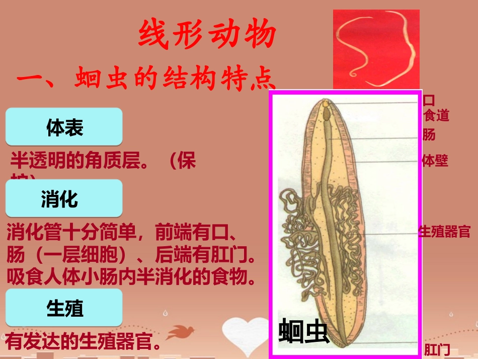 山东省龙口市诸由观镇诸由中学八年级生物上册 1.2 线形动物和环节动物课件 （新版）新人教版_第2页