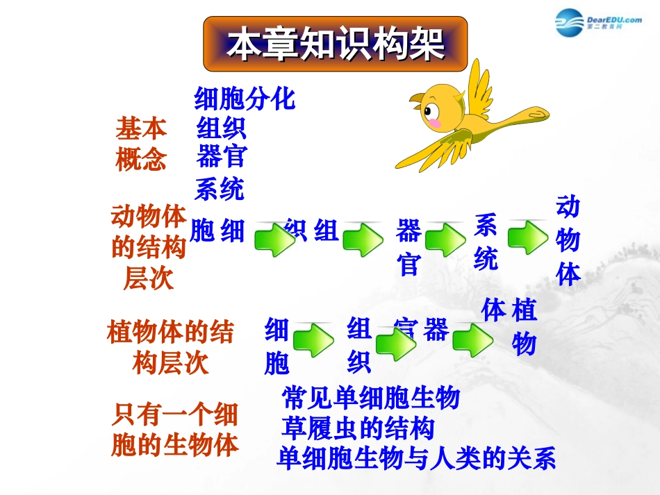 山东省临沂市蒙阴县第四中学七年级生物上册 第二单元 第二章 细胞怎样构成生物体复习课件 （新版）新人教版_第3页