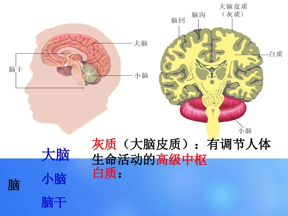 七年级生物下册 第十二章 第二节 人体的神经调节课件4 （新版）苏教版_第2页