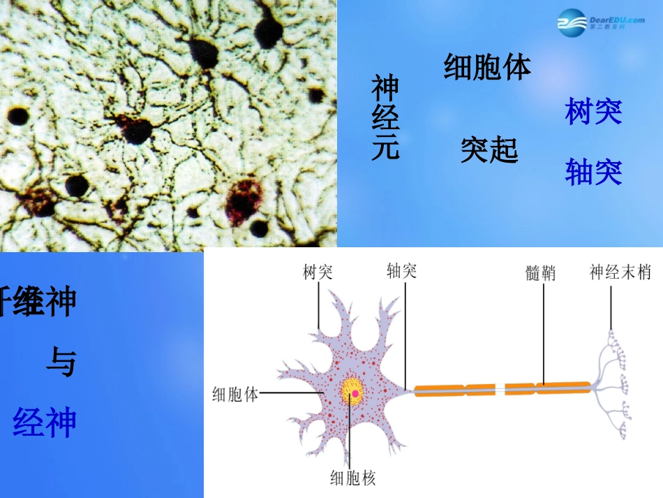 七年级生物下册 第十二章 第二节 人体的神经调节课件4 （新版）苏教版_第3页