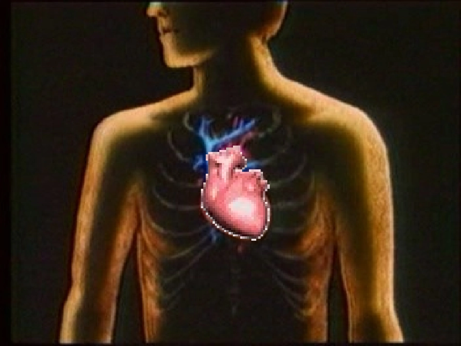 山东省胶南市博文中学七年级生物下册 4.4.3 输送血液的泵—心脏课件 （新版）新人教版_第2页