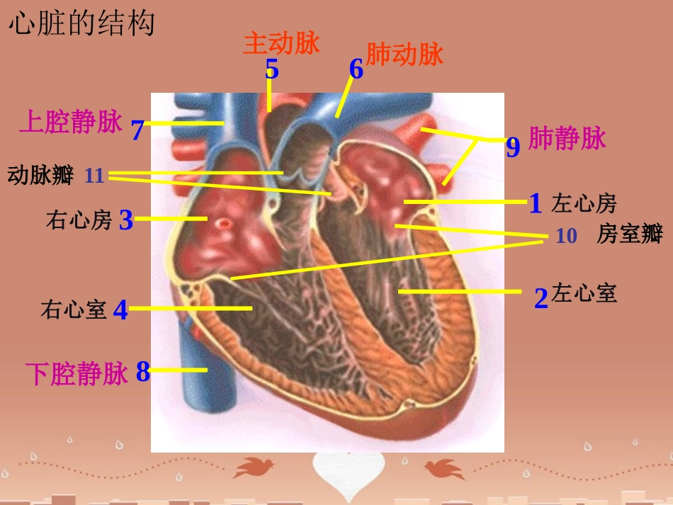 山东省胶南市博文中学七年级生物下册 4.4.3 输送血液的泵—心脏课件 （新版）新人教版_第3页